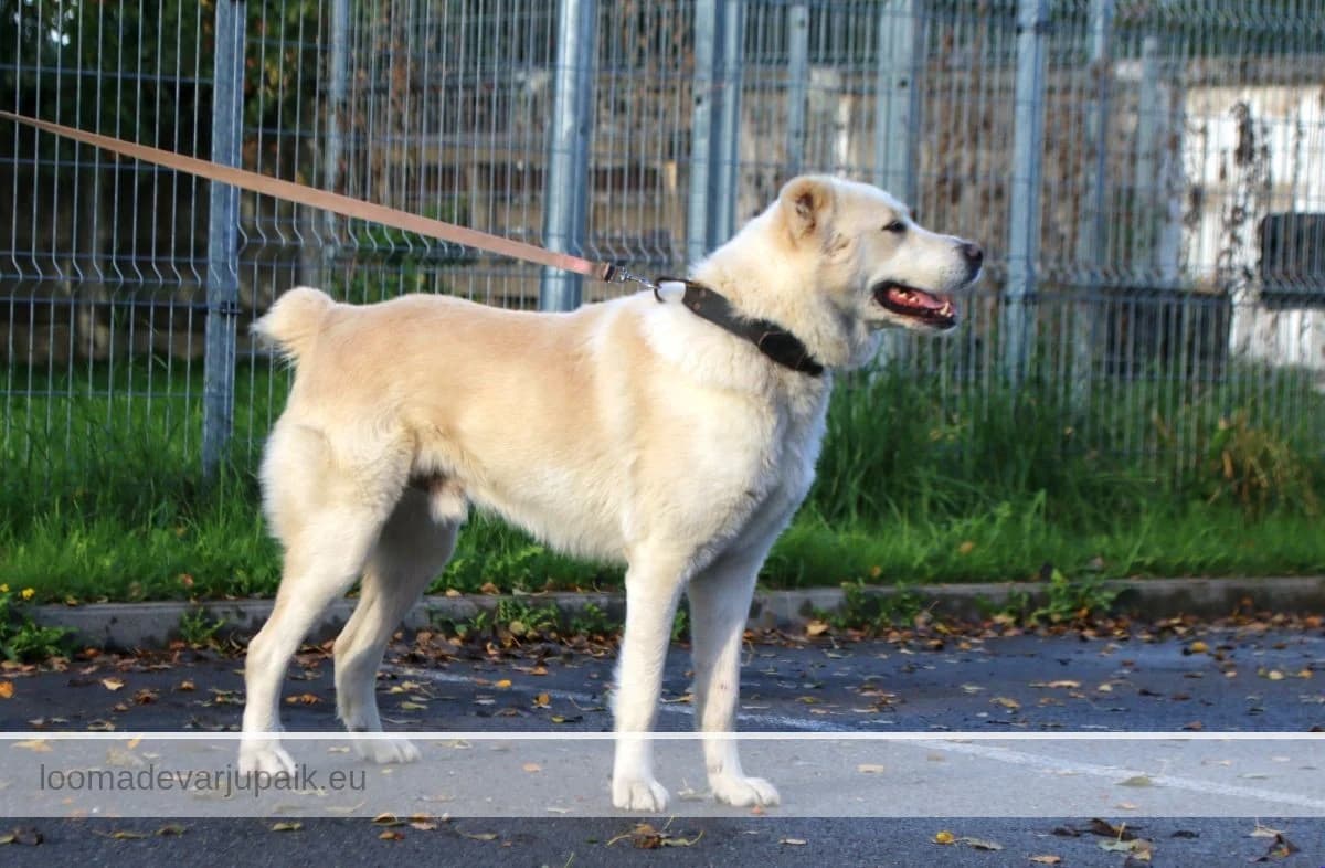 MARSH, Lühikarvaline valge beežide laikudega male young mixed breed for adoption at Tartu Koduta Loomade Varjupaik, Tartu Varjupaik