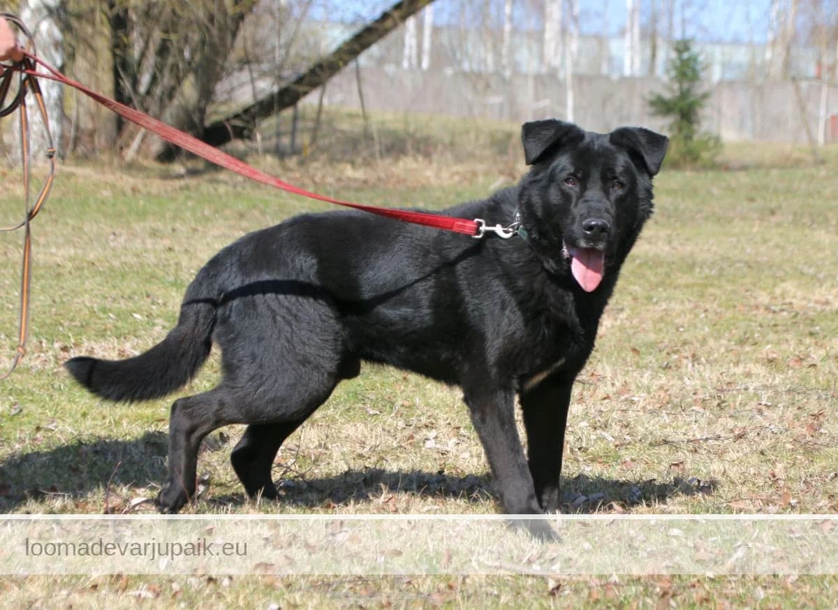 MUFI, Lühikarvaline must male mixed breed for adoption at Tartu Koduta Loomade Varjupaik, Tartu Varjupaik