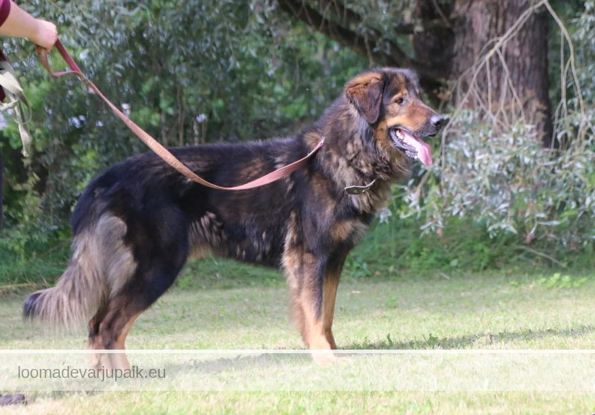 MUUHA, Poolpikakarvaline pruun sonaarne male 7yo mixed breed for adoption at Tartu Koduta Loomade Varjupaik, Tartu Varjupaik