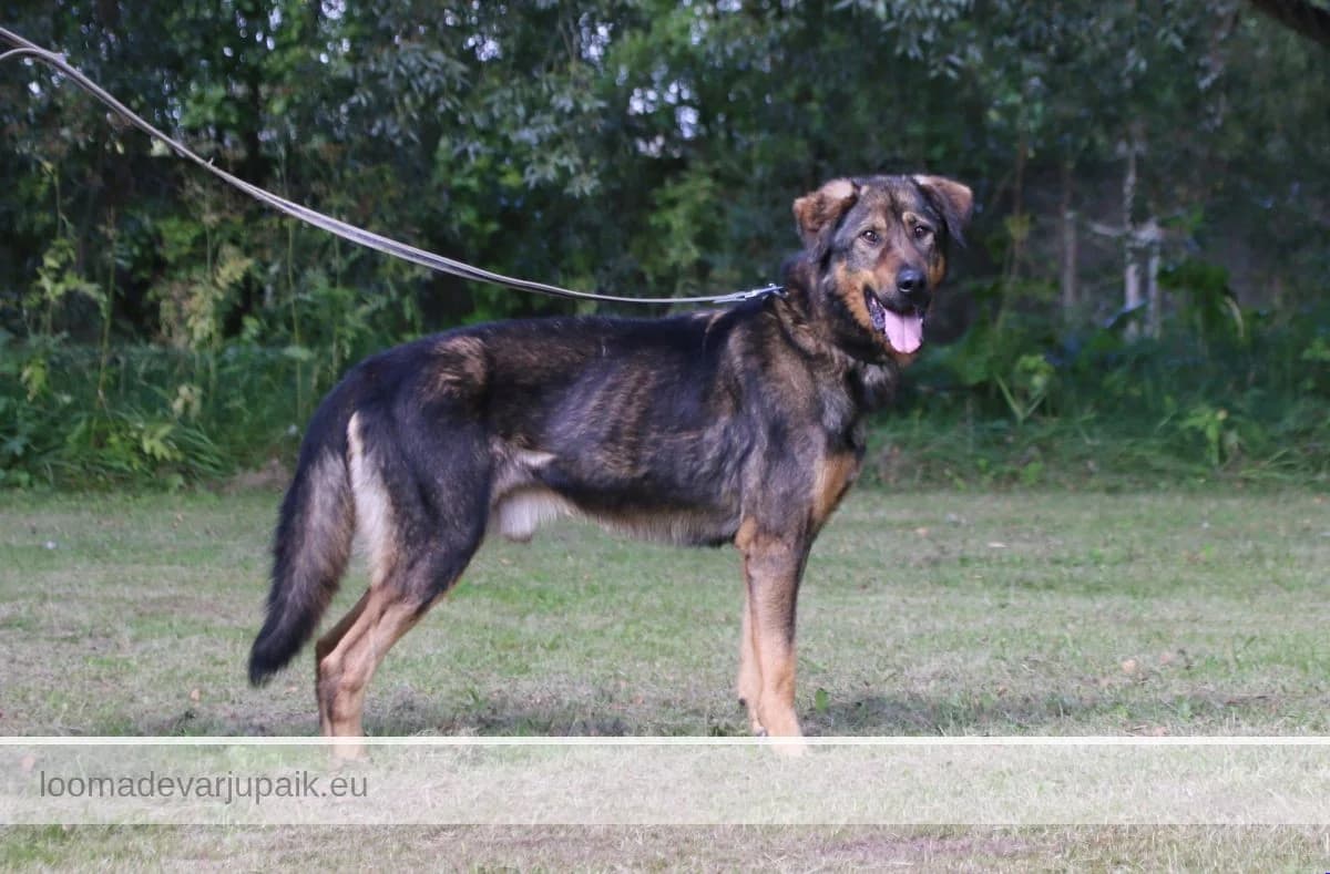 NEKS, Lühikarvaline pruun sonaarne male 7yo mixed breed for adoption at Tartu Koduta Loomade Varjupaik, Tartu Varjupaik