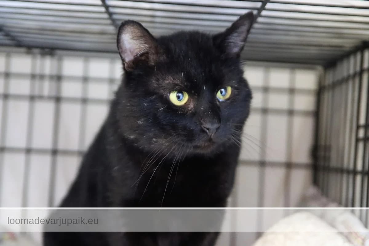 OTU, Lühikarvaline must male 3yo mixed breed for adoption at Tartu Koduta Loomade Varjupaik, Tartu Varjupaik