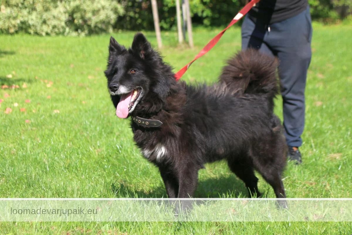 OXY, Poolpikakarvaline must- valge täpiga rinnakul female 6yo mixed breed for adoption at Tartu Koduta Loomade Varjupaik, Tartu Varjupaik