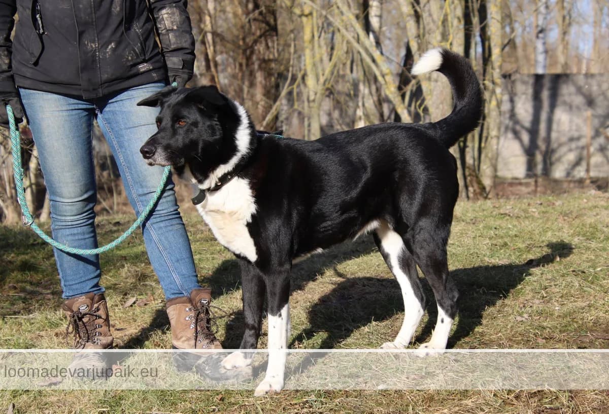 REDI AFS, Lühikarvaline must valgega male senior mixed breed for adoption at Tartu Koduta Loomade Varjupaik, Tartu Varjupaik