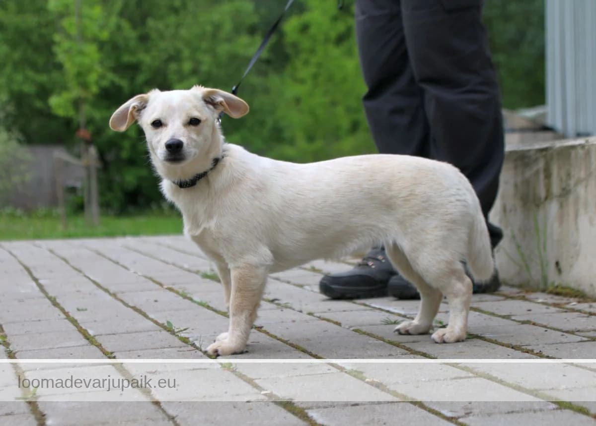 RIISI, Lühikarvaline valge beežiga female puppy mixed breed for adoption at Tartu Koduta Loomade Varjupaik, Tartu Varjupaik
