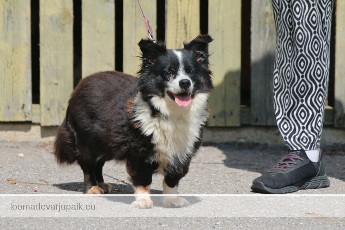 SOFI,  (Tartu Koduta Loomade Varjupaik)