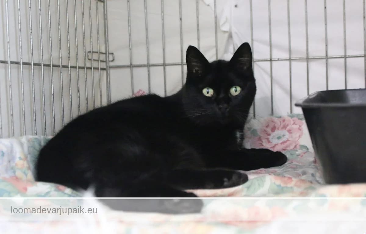 TAURA, Lühikarvaline must female 3yo mixed breed for adoption at Tartu Koduta Loomade Varjupaik, Tartu Varjupaik