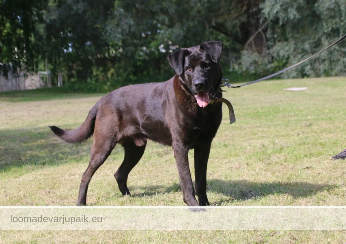 TOM, Lühikarvaline must male 5yo mixed breed for adoption at Tartu Koduta Loomade Varjupaik, Tartu Varjupaik