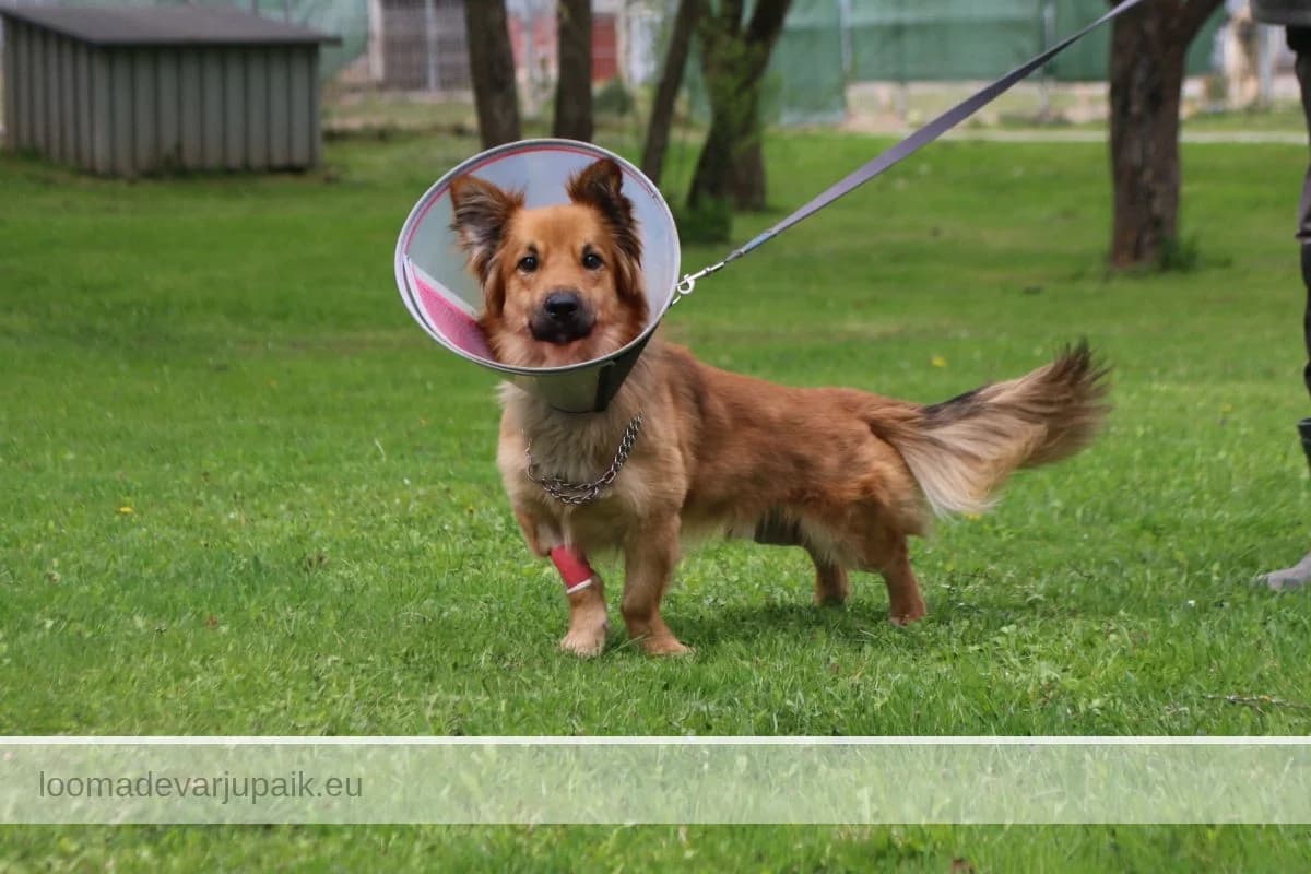 TSÄKI, Poolpikakarvaline punane male young mixed breed for adoption at Tartu Koduta Loomade Varjupaik, Tartu Varjupaik