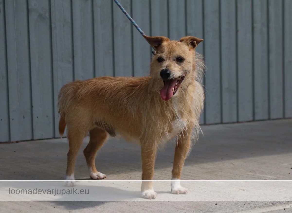 TUUSTI, Karmikarvaline punane valgete märgistega male mixed breed for adoption at Tartu Koduta Loomade Varjupaik, Tartu Varjupaik