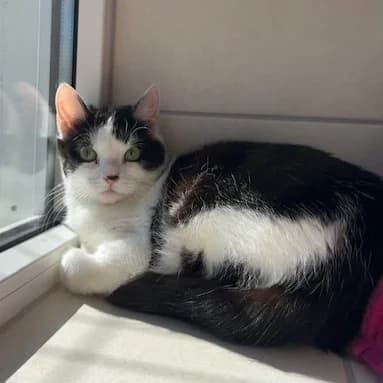 Tripp, must-valge female 4yo Mixed Breed for adoption at Varjupaikade MTÜ, Tallinn