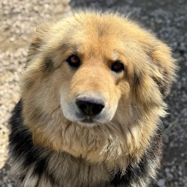 Kira, must piirdega female 4yo Mixed Breed for adoption at Varjupaikade MTÜ, Tallinn
