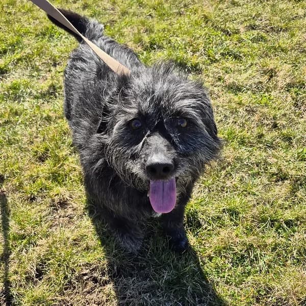 Pitsa, hall male Mixed Breed for adoption at Varjupaikade MTÜ, Tallinn