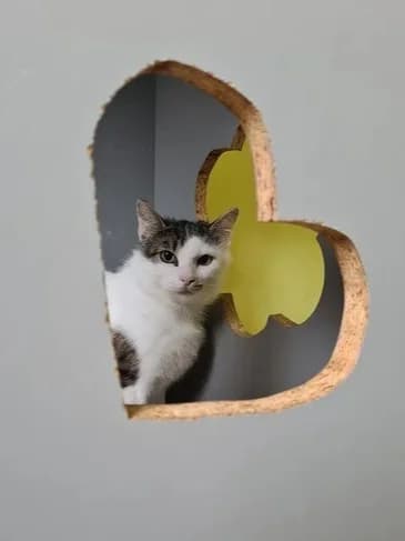 Doria, must-valge female 4yo Domestic Shorthair for adoption at Varjupaikade MTÜ, Tallinn