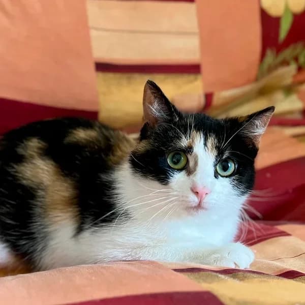 Missy, Mixed Breed (Varjupaikade MTÜ)