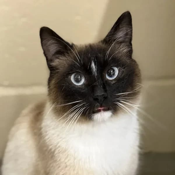 Jepe, beez male 4yo Mixed Breed for adoption at Varjupaikade MTÜ, Tallinn