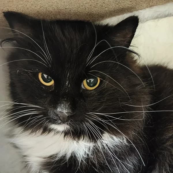 Jesse, must-valge male 4yo Mixed Breed for adoption at Varjupaikade MTÜ, Tallinn