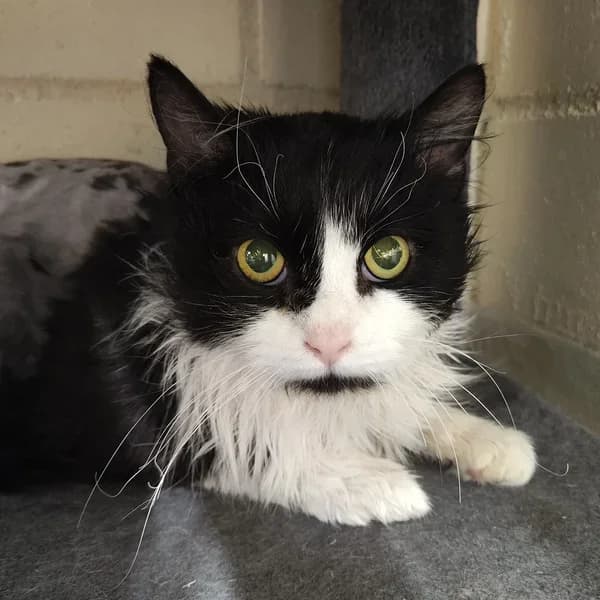 Bruno, must-valge male 4yo Mixed Breed for adoption at Varjupaikade MTÜ, Tallinn