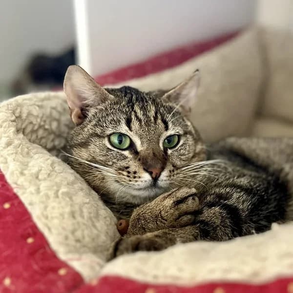 Twix, Mixed Breed (Varjupaikade MTÜ)