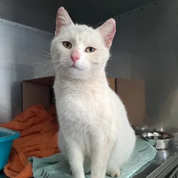 Erminia, valge female 4yo Mixed Breed for adoption at Varjupaikade MTÜ, Tallinn