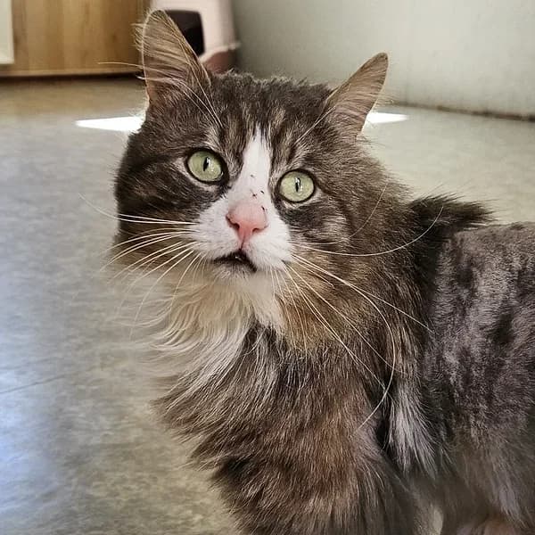 Sonic, Mixed Breed (Varjupaikade MTÜ)