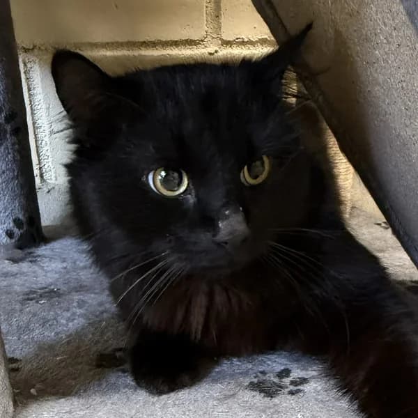 Aramis, must male 4yo Mixed Breed for adoption at Varjupaikade MTÜ, Tallinn