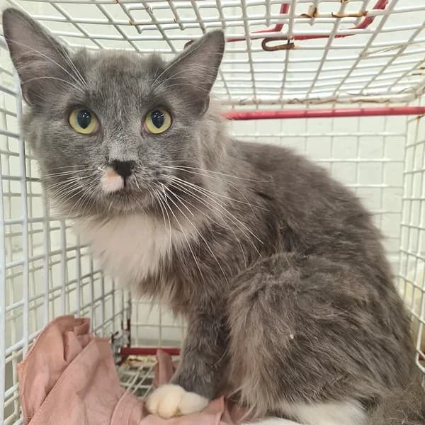 Lipsu, hall male 4yo Mixed Breed for adoption at Varjupaikade MTÜ, Tallinn