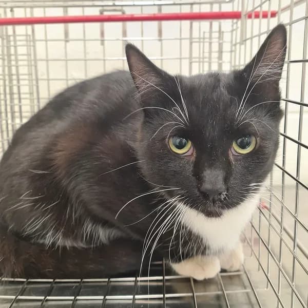 Pätu, must-valge male 4yo Mixed Breed for adoption at Varjupaikade MTÜ, Tallinn