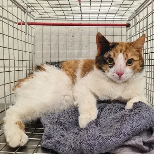 Cambria, kolmevärviline female 4yo Mixed Breed for adoption at Varjupaikade MTÜ, Tallinn