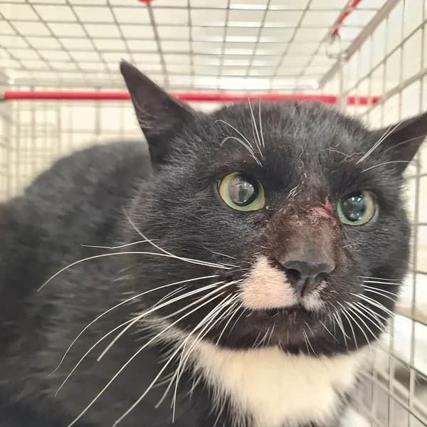 Nokturn, must-valge male 4yo Mixed Breed for adoption at Varjupaikade MTÜ, Tallinn