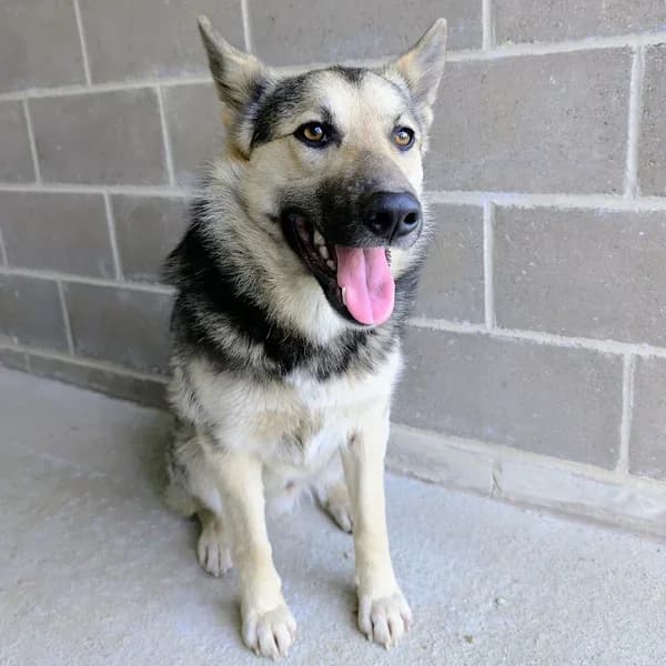 Sämmi, must piirdega male 4yo Mixed Breed for adoption at Varjupaikade MTÜ, Tallinn