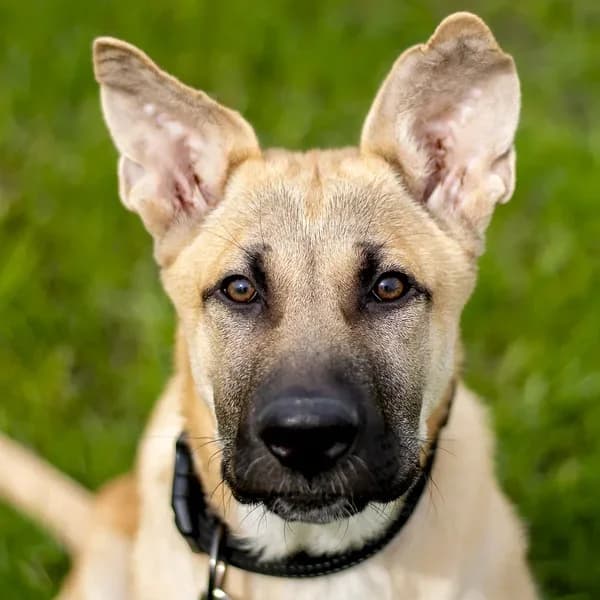 Nero, beez male puppy Mixed Breed for adoption at Varjupaikade MTÜ, Tallinn
