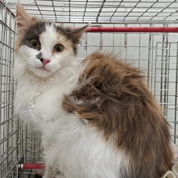 Elda, kolmevärviline female 4yo Mixed Breed for adoption at Varjupaikade MTÜ, Tallinn
