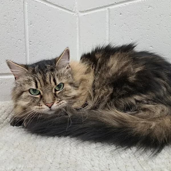 Inessa, triibik female Mixed Breed for adoption at Varjupaikade MTÜ, Tallinn