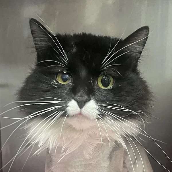 Roosi, must-valge female 4yo Mixed Breed for adoption at Varjupaikade MTÜ, Tallinn