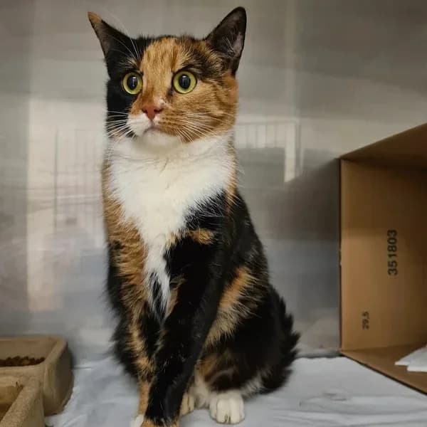 Verdana, kolmevärviline female 4yo Mixed Breed for adoption at Varjupaikade MTÜ, Tallinn