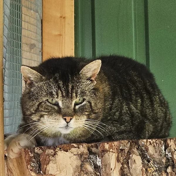 Flopi, Mixed Breed (Varjupaikade MTÜ)