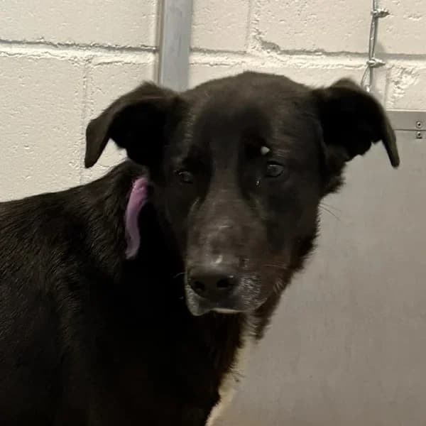 Pimbu, must-valge female 4yo Mixed Breed for adoption at Varjupaikade MTÜ, Tallinn