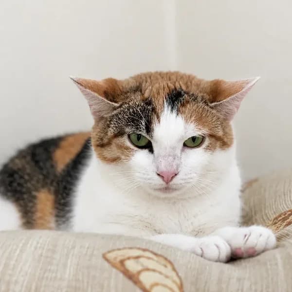 Aprikoos, kolmevärviline female 4yo Mixed Breed for adoption at Varjupaikade MTÜ, Tallinn