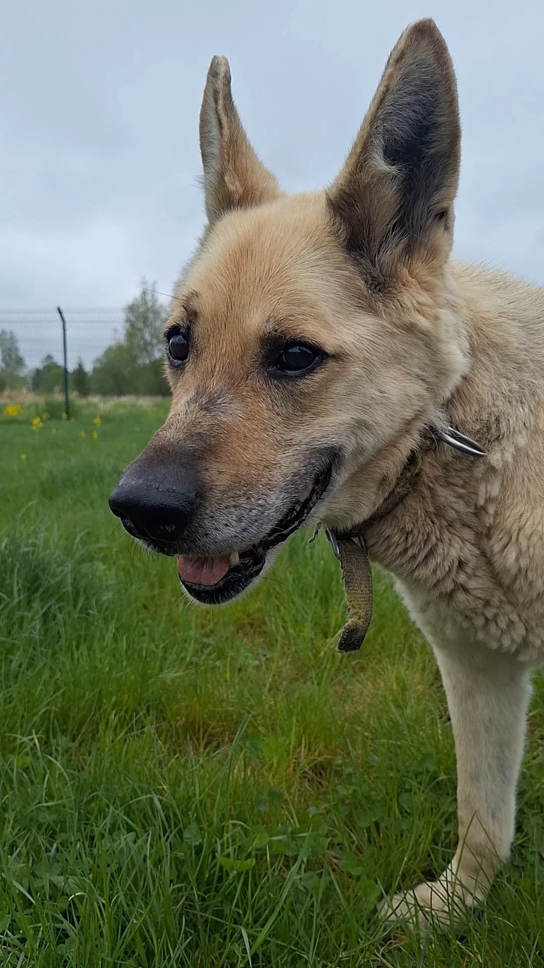 Regulus, beez male Mixed Breed for adoption at Varjupaikade MTÜ, Tallinn