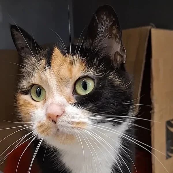 Lucia, Mixed Breed (Varjupaikade MTÜ)