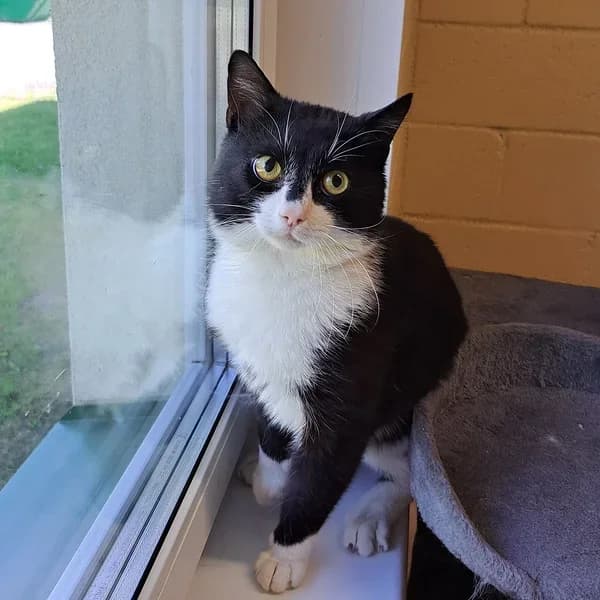 Eros, Mixed Breed (Varjupaikade MTÜ)