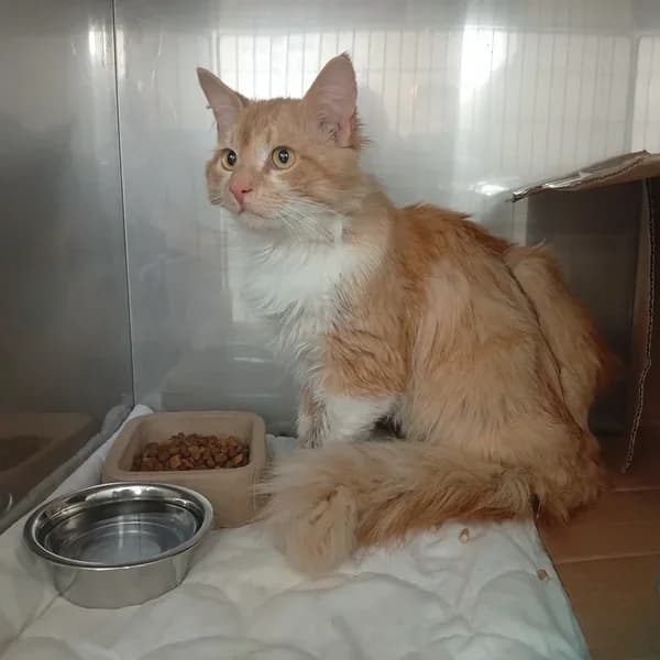 Kelvin, Mixed Breed (Varjupaikade MTÜ)