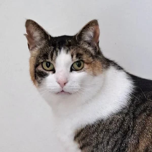 Liisu, Mixed Breed (Varjupaikade MTÜ)