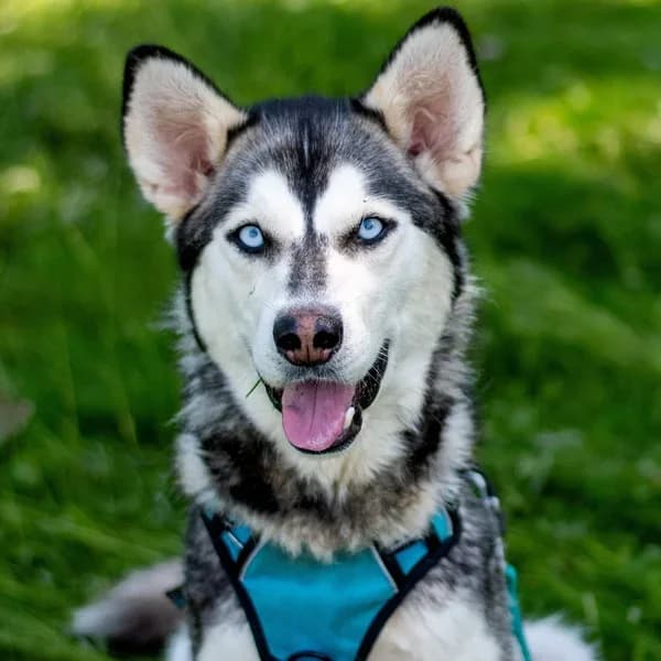 Lily, must-valge female 4yo Mixed Breed for adoption at Varjupaikade MTÜ, Tallinn
