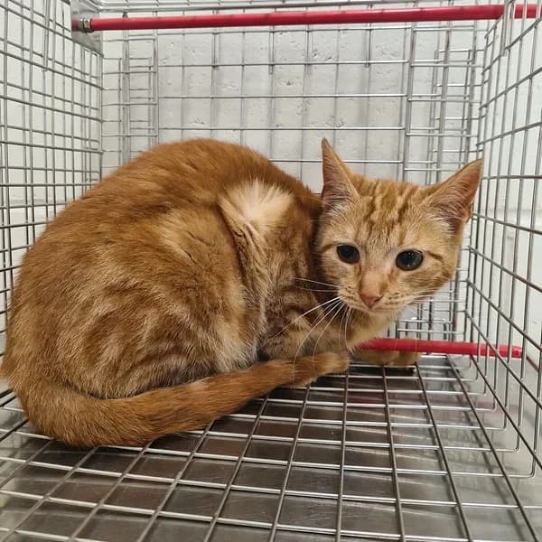 Kuldtäht, punane female 4yo Mixed Breed for adoption at Varjupaikade MTÜ, Tallinn