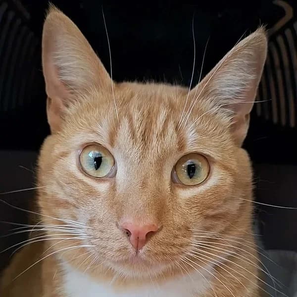 Marco, Mixed Breed (Varjupaikade MTÜ)