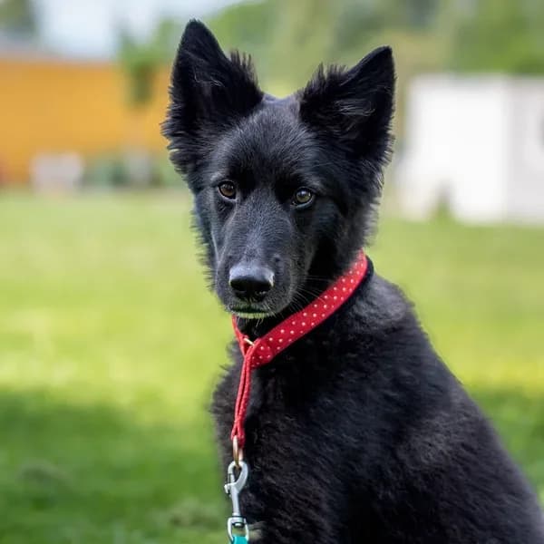 Kyran, must male 4yo Mixed Breed for adoption at Varjupaikade MTÜ, Tallinn