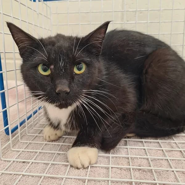 Iresiine, must-valge female 4yo Mixed Breed for adoption at Varjupaikade MTÜ, Tallinn