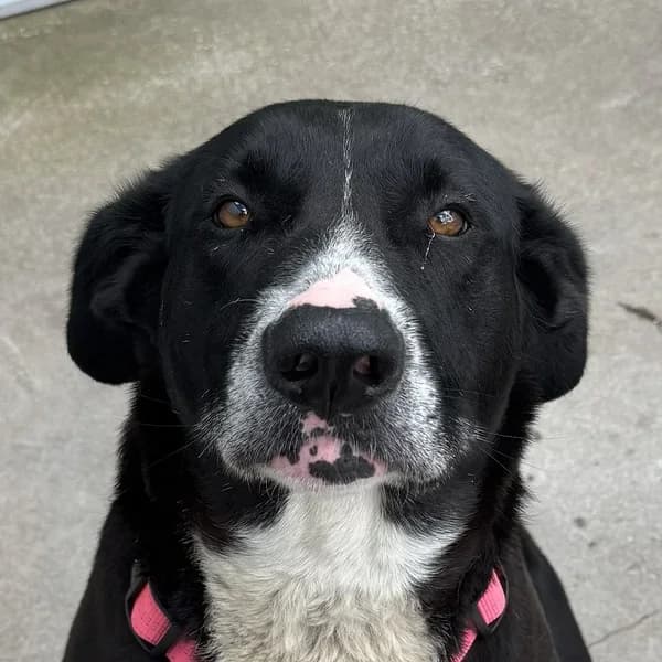 Donna, must female 4yo Mixed Breed for adoption at Varjupaikade MTÜ, Tallinn