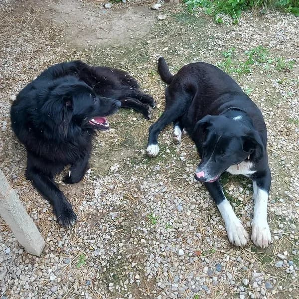 Karu ja Donna, must  4yo Mixed Breed for adoption at Varjupaikade MTÜ, Tallinn